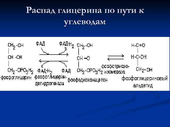 Жиры распадаются до глицерина и жирных кислот