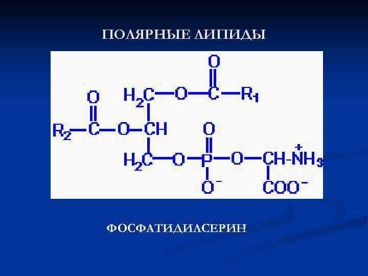 ПОЛЯРНЫЕ ЛИПИДЫ ФОСФАТИДИЛСЕРИН 