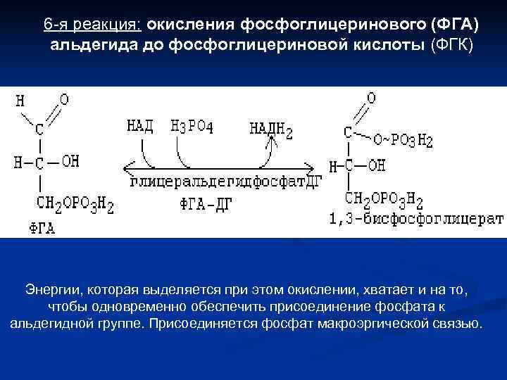   6 -я реакция: окисления фосфоглицеринового (ФГА) альдегида до фосфоглицериновой кислоты (ФГК) 