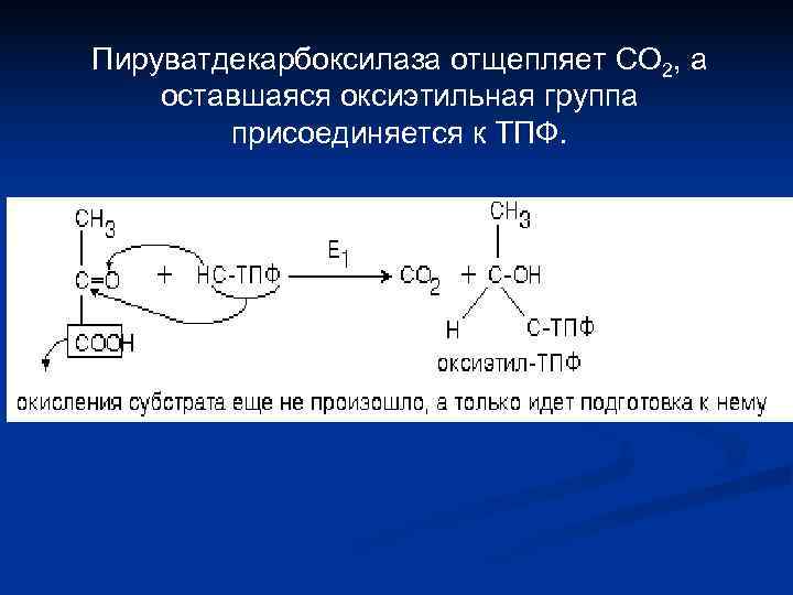 Пируватдекарбоксилаза отщепляет CO 2, а оставшаяся оксиэтильная группа   присоединяется к ТПФ. 