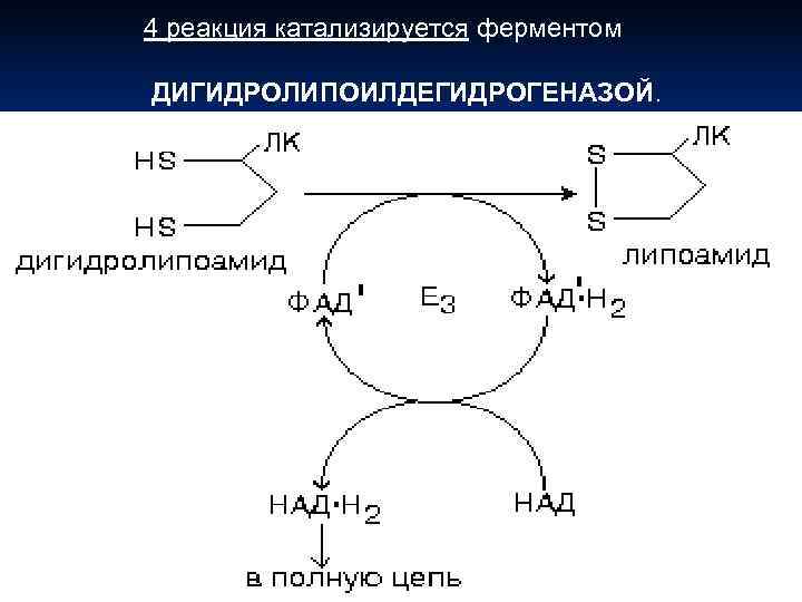 4 реакция катализируется ферментом ДИГИДРОЛИПОИЛДЕГИДРОГЕНАЗОЙ. 