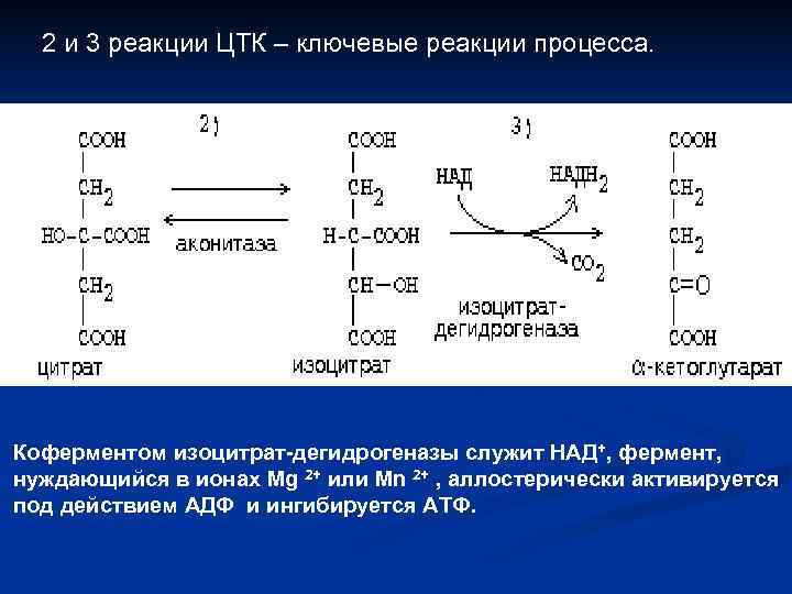  2 и 3 реакции ЦТК – ключевые реакции процесса. Коферментом изоцитрат-дегидрогеназы служит НАД+,
