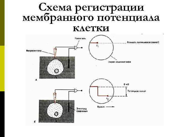  Схема регистрации мембранного потенциала   клетки 