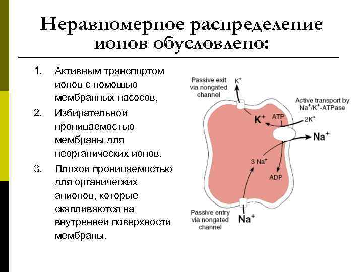 Неравномерное распределение  ионов обусловлено: 1.  Активным транспортом ионов с помощью мембранных