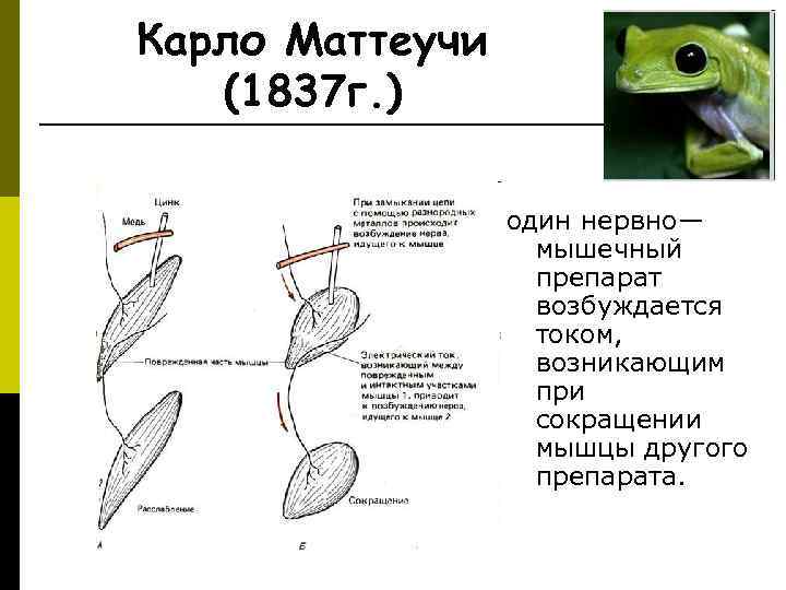 Карло Маттеучи  (1837 г. )    один нервно—   