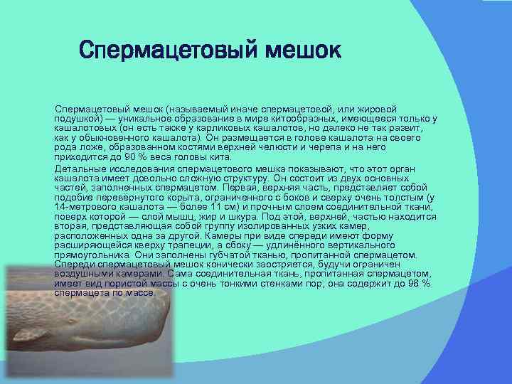  Спермацетовый мешок (называемый иначе спермацетовой, или жировой подушкой) — уникальное образование в мире