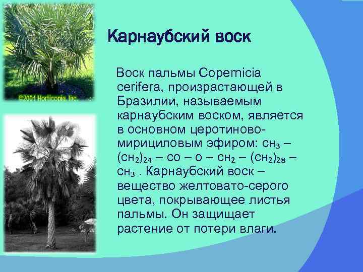 Карнаубский воск Воск пальмы Сорernicia cerifera, произрастающей в Бразилии, называемым карнаубским воском, является в