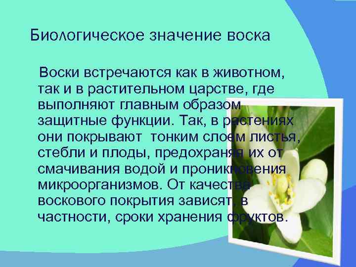 Воск значение. Воске значение биологическое. Воск биологическое значение для человека. Значение воска лист это. Воск значение в организме.