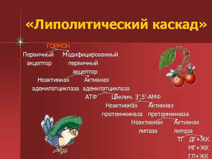  «Липолитический каскад»   ГОРМОН Первичный  Модифицированный акцептор первичный   акцептор