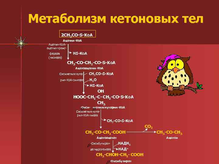 Метаболизм кетоновых тел  2 CH 3 CO-S-Ko. A   Ацетил-Ко. А- 