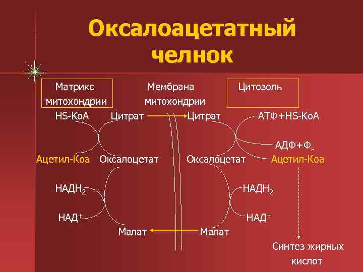   Оксалоацетатный   челнок  Матрикс   Мембрана   Цитозоль