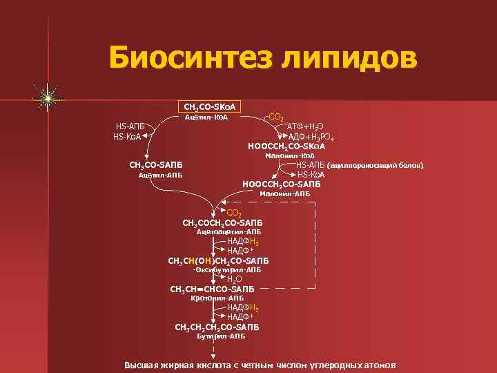 Проанализируйте таблицу классификация липидов