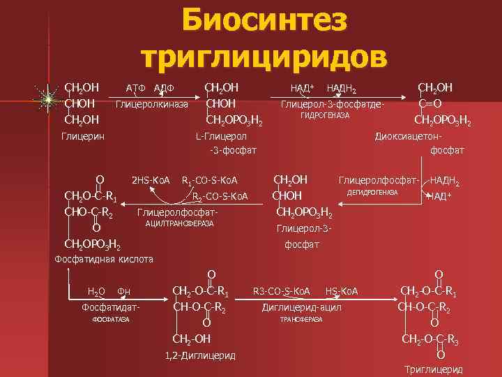      Биосинтез    триглициридов СН 2 ОН 