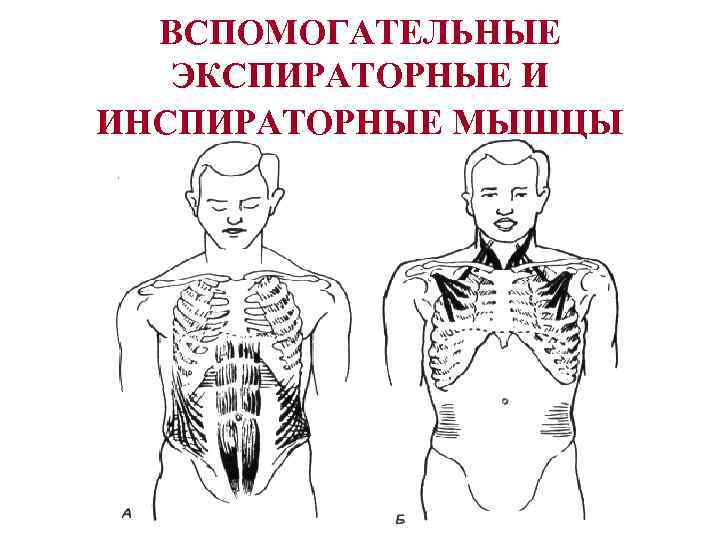  ВСПОМОГАТЕЛЬНЫЕ  ЭКСПИРАТОРНЫЕ И ИНСПИРАТОРНЫЕ МЫШЦЫ 