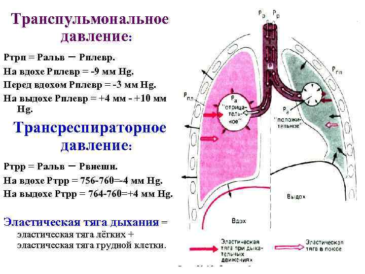  Транспульмональное  давление: Ртрп = Ральв – Рплевр. На вдохе Рплевр = -9