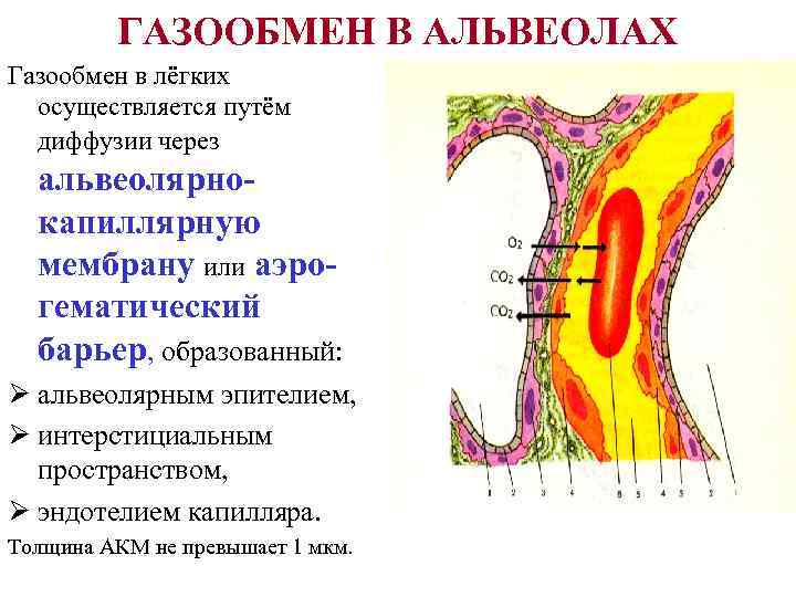 Картинки альвеолы легких