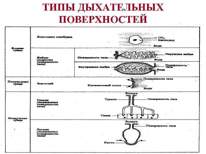 Стадии клеточного дыхания схема