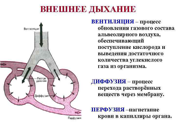 Диффузия в дыхании