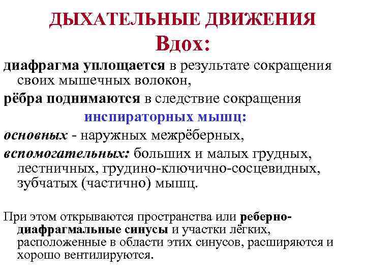   ДЫХАТЕЛЬНЫЕ ДВИЖЕНИЯ     Вдох: диафрагма уплощается в результате сокращения