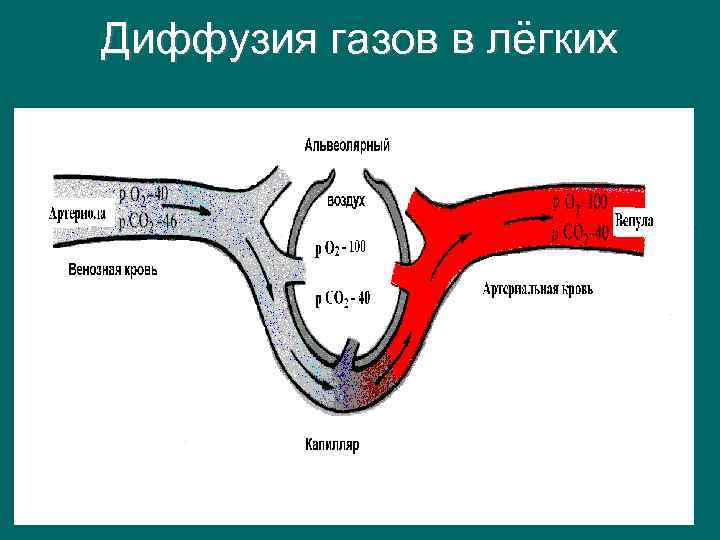 Газообмен человека происходит. Диффузия газов в лёгких это. Газообмен физиология. Механизм газообмена в альвеолах.