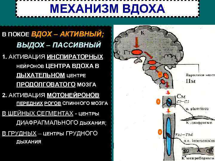 Рефлекторная активация центра вдоха схема