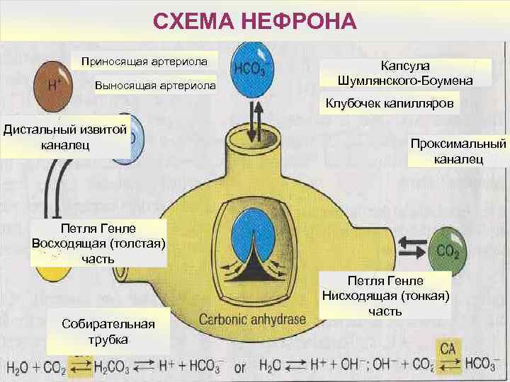      СХЕМА НЕФРОНА  Приносящая артериола  Капсула  