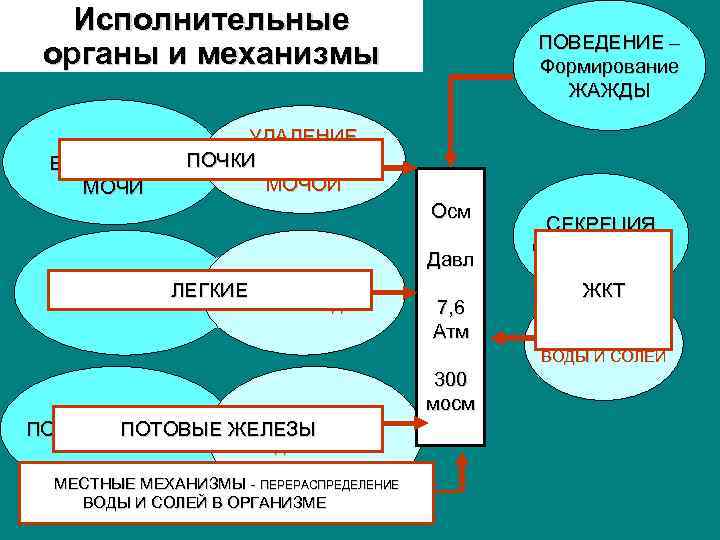 Исполнительные ПОВЕДЕНИЕ – органы и механизмы Исполнительные ПОВЕДЕНИЕ – органы и механизмы
