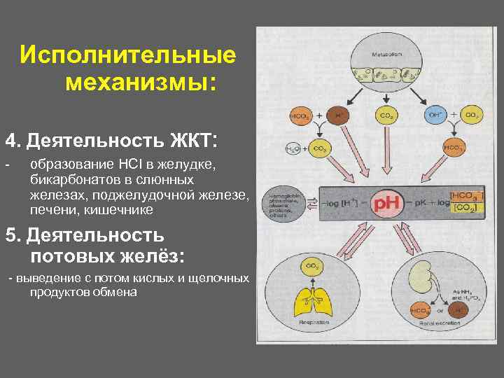 Моторная деятельность жкт