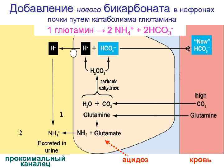 Добавление нового бикарбоната в нефронах почки путем катаболизма глютамина Добавление нового бикарбоната в нефронах почки путем катаболизма глютамина