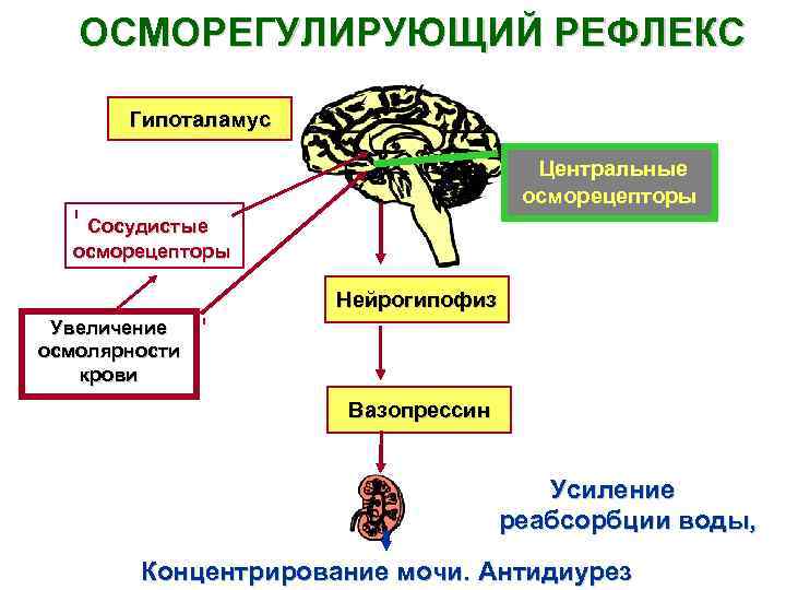 Схема функциональной системы обеспечивающей оптимальный уровень осмотического давления