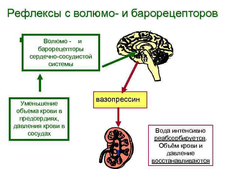 Рефлексы с волюмо- и барорецепторов Волюмо - и барорецепторы сердечно-сосудистой Рефлексы с волюмо- и барорецепторов Волюмо - и барорецепторы сердечно-сосудистой