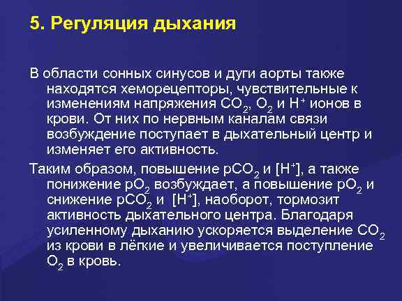 5. Регуляция дыхания В области сонных синусов и дуги аорты также  находятся хеморецепторы,