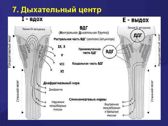 7. Дыхательный центр 