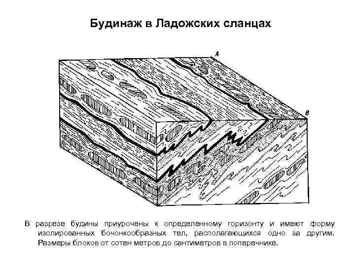    Будинаж в Ладожских сланцах В разрезе будины приурочены к определенному горизонту