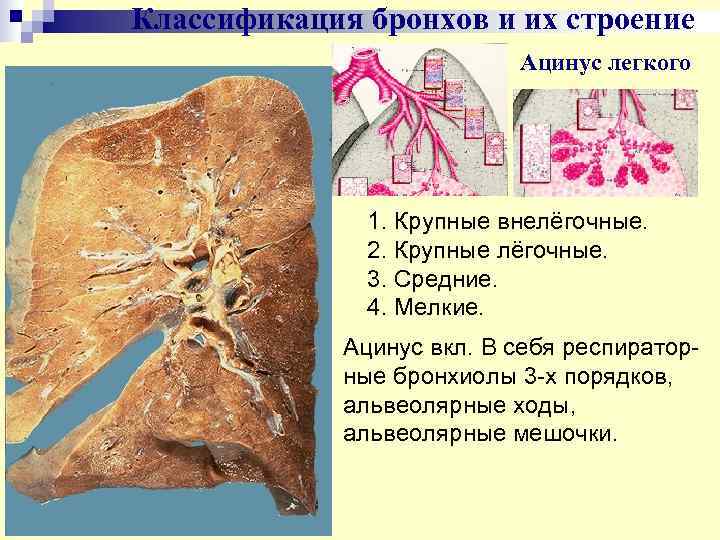 Классификация бронхов и их строение      Ацинус легкого  