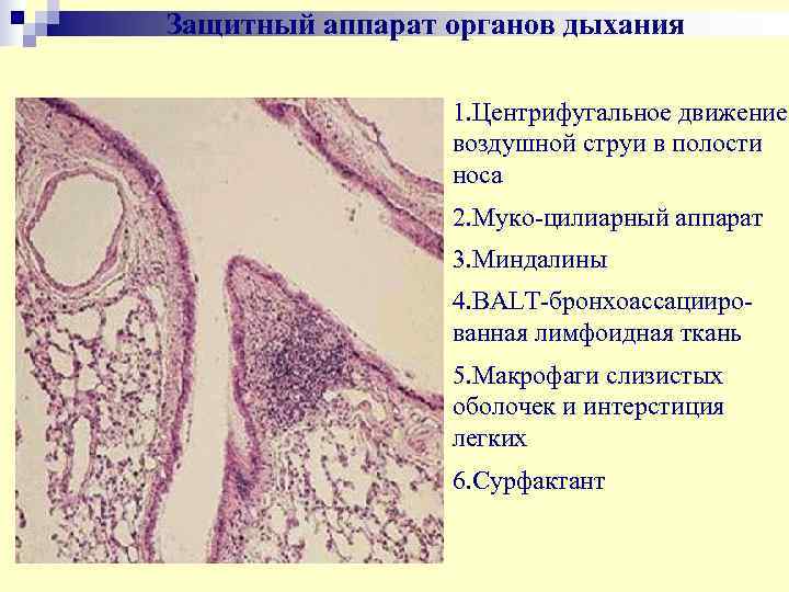 Защитный аппарат органов дыхания    1. Центрифугальное движение   воздушной струи