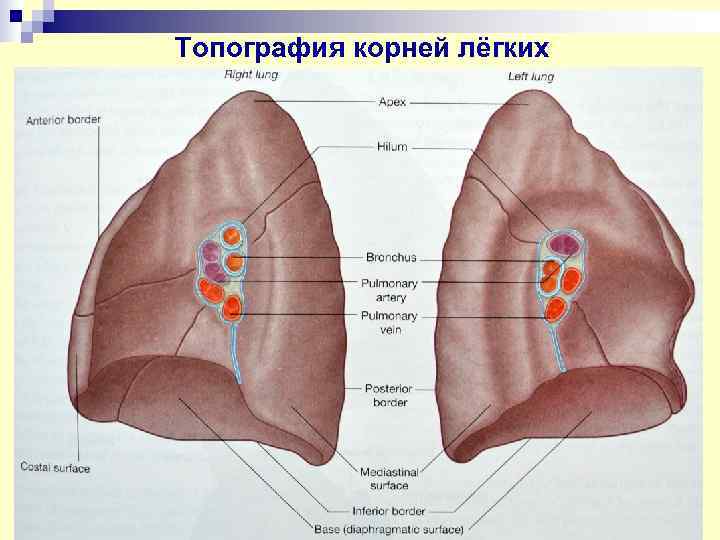 Топография корней лёгких 