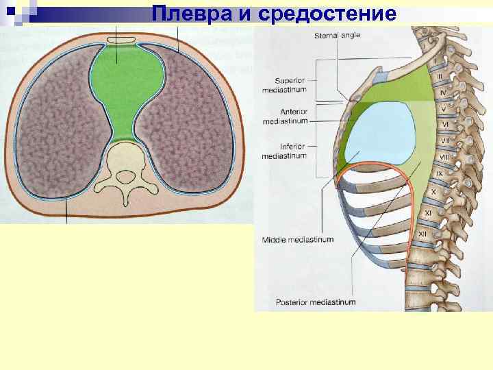 Какой цифрой на рисунке обозначена пристеночная плевра