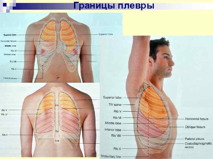 Границы плевры 