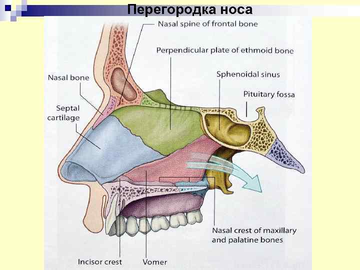 Строение носа перегородка в картинках носовая