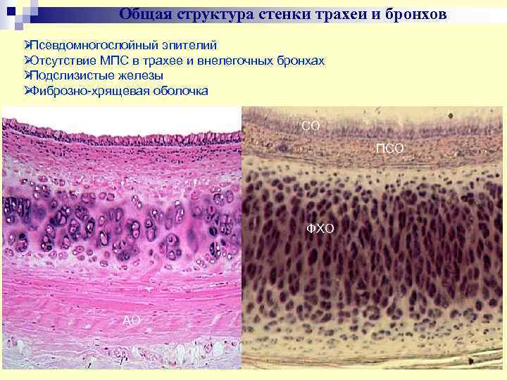 Функция дыхательного эпителия