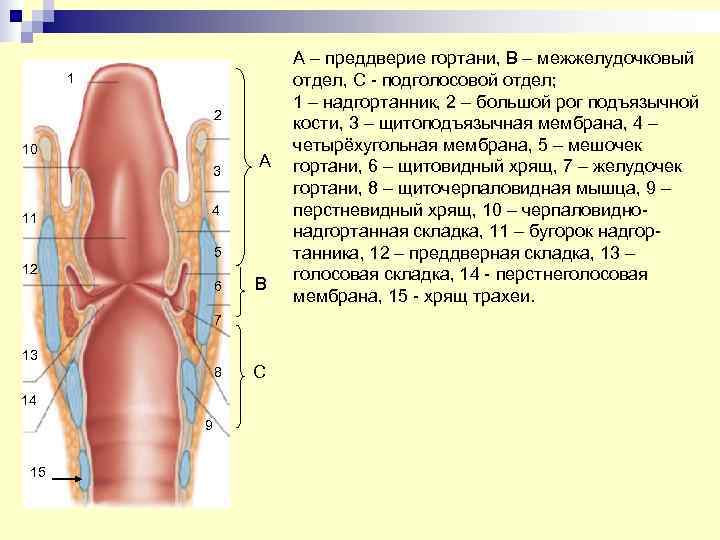      А – преддверие гортани, В – межжелудочковый  1