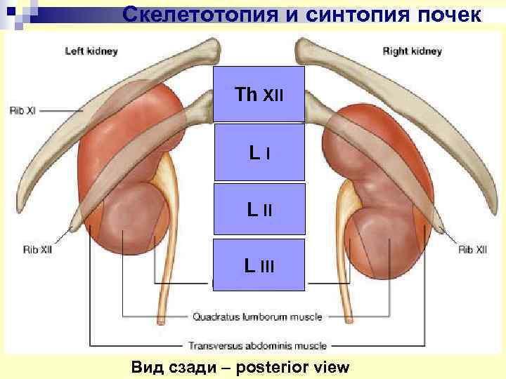 Почки схема расположения