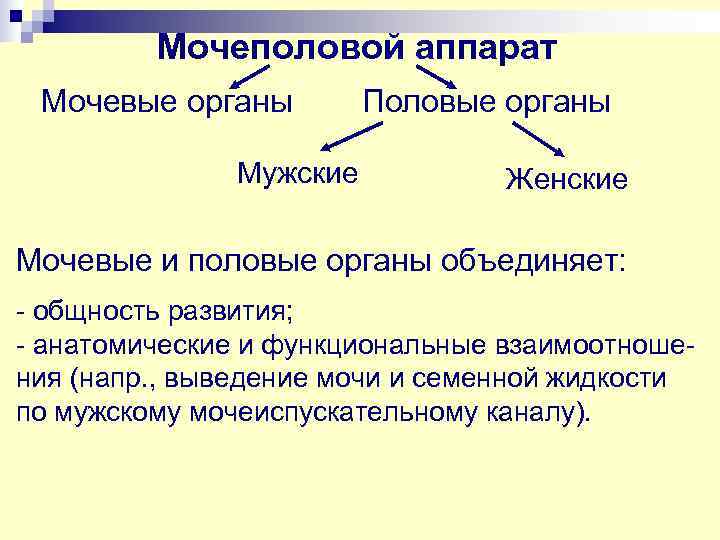    Мочеполовой аппарат Мочевые органы   Половые органы   