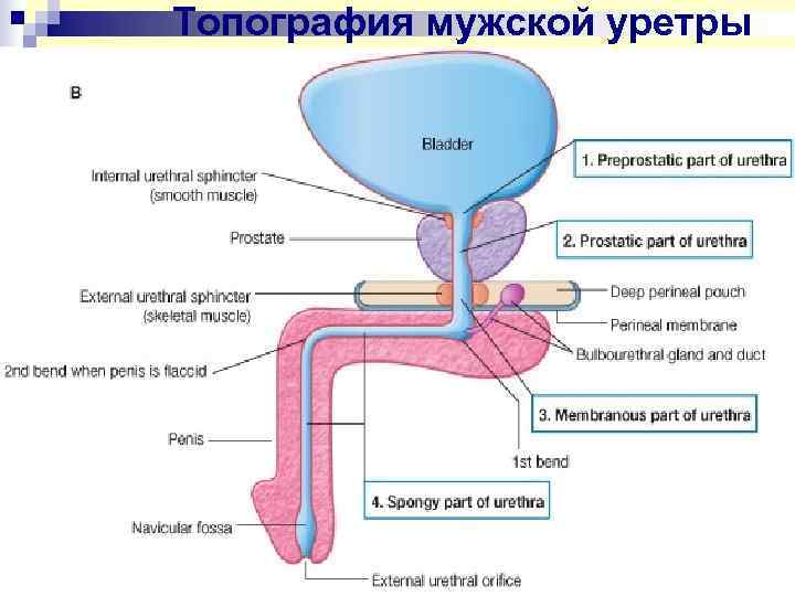 Уретра у женщин схема