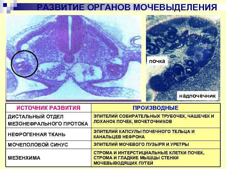   РАЗВИТИЕ ОРГАНОВ МОЧЕВЫДЕЛЕНИЯ     почка    