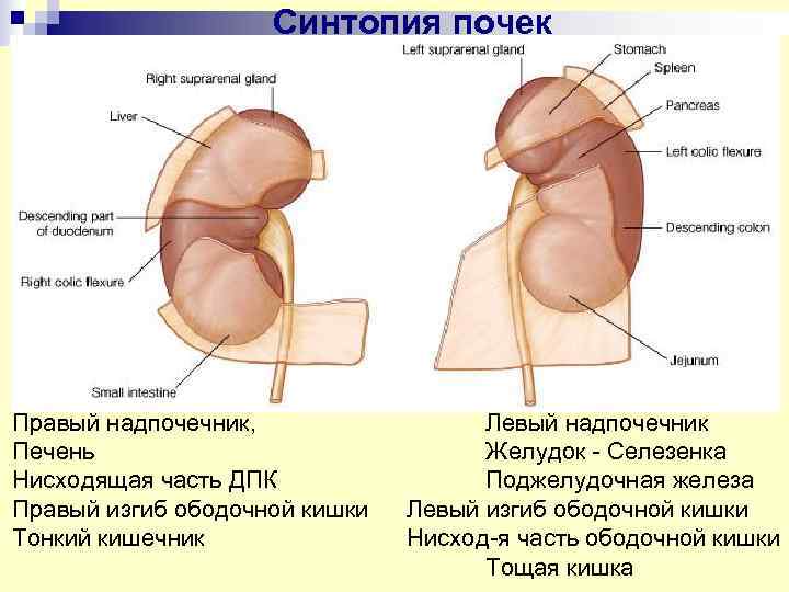 Сегменты почки схема