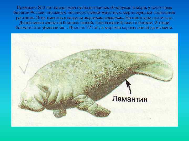  Примерно 250 лет назад один путешественник обнаружил в море, у восточных берегов России,