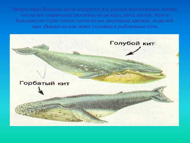 Многие виды больших китов находятся под угрозой исчезновения, потому  что на них хищнически