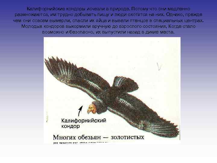  Калифорнийские кондоры исчезли в природе. Потому что они медленно размножаются, им трудно добывать